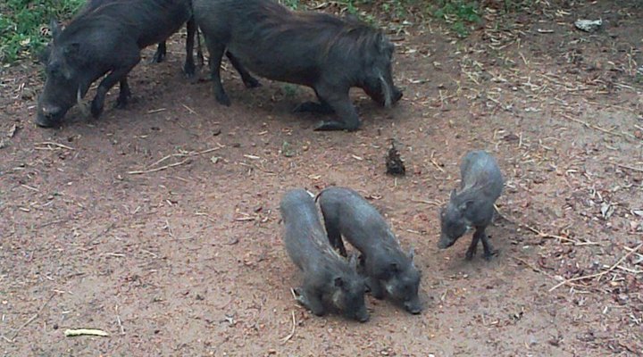 Live-A-Little - Marloth Park