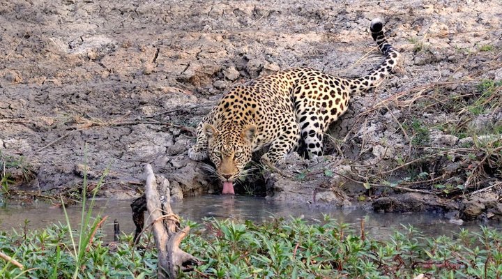 Mukambi Safari Lodge