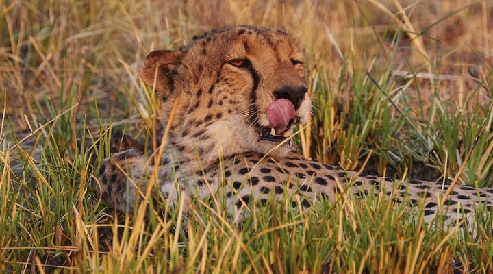 Mukambi Safari Lodge