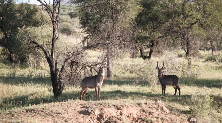 Sweet Thorn Retreat Airport Lodge