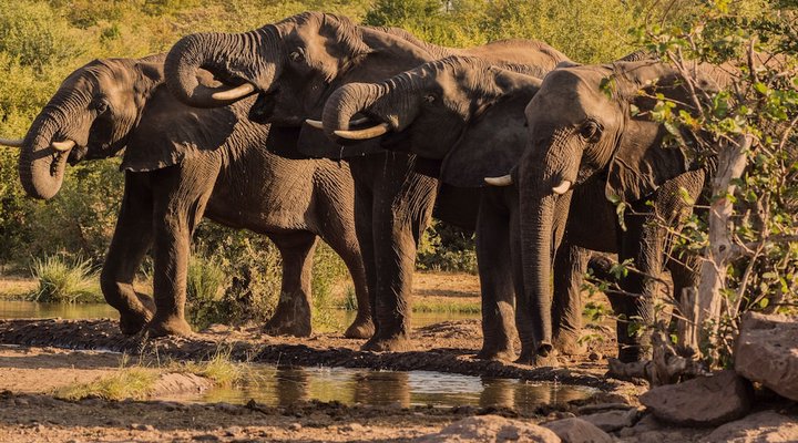 Victoria Falls Safari Club