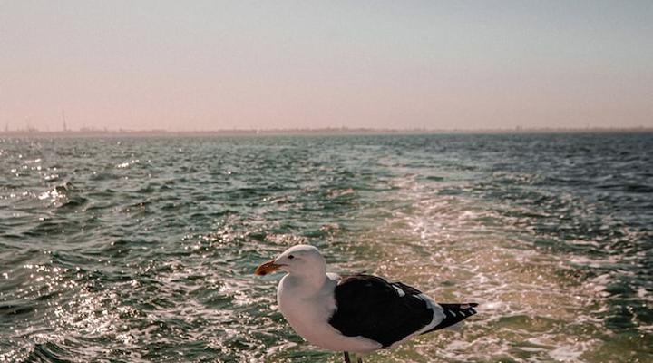 The Pearls Beach Pods