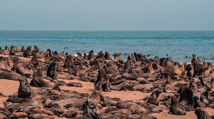 The Pearls Beach Pods