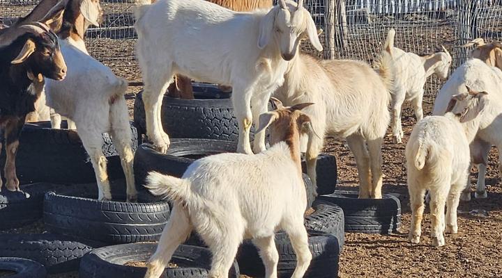 Skoorsteenberg Farm Camping and Accommodation