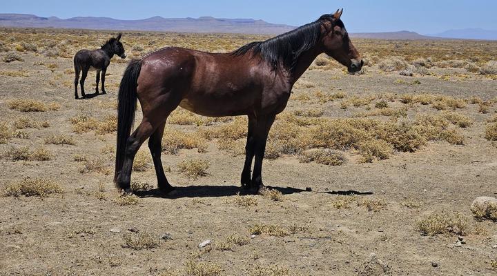 Skoorsteenberg Farm Camping and Accommodation