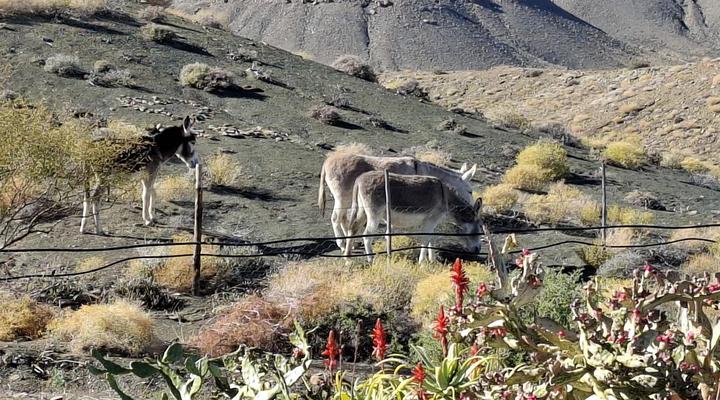 Skoorsteenberg Farm Camping and Accommodation