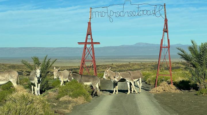 Skoorsteenberg Farm Camping and Accommodation