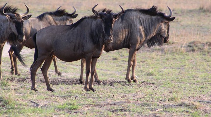 Bushman Rock Safaris