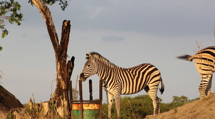 Bushman Rock Safaris