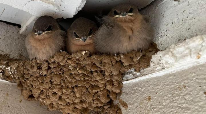 Shama Lodge & Adventure Centre