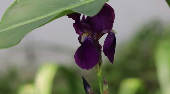 Sandton Rivonia Garden Suites