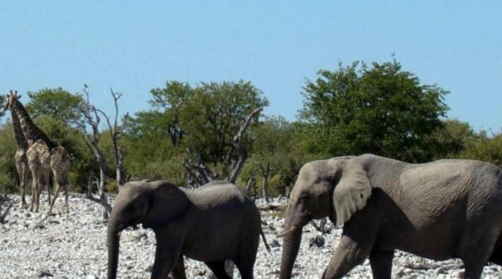 The Ekipa Etosha Pod, Gondwana Collection