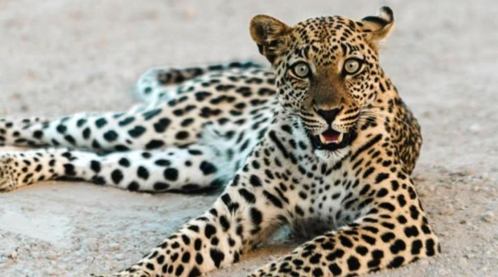 The Ekipa Etosha Pod, Gondwana Collection