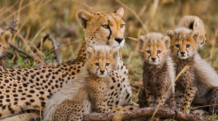 Hoedspruit Raptors Lodge No 16