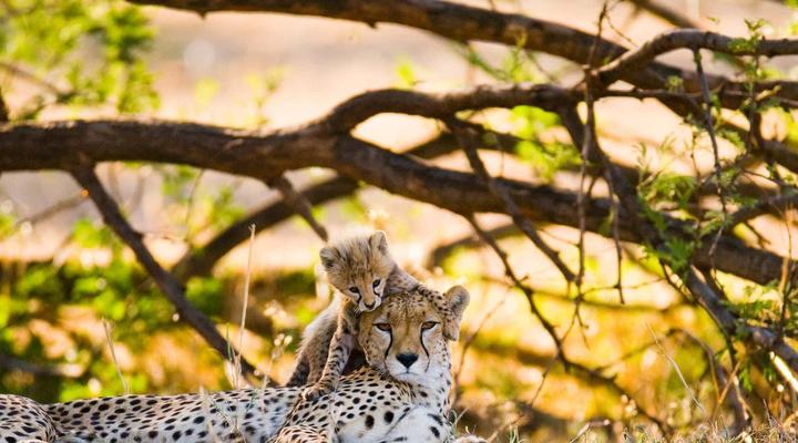 Hoedspruit Raptors Lodge No 16