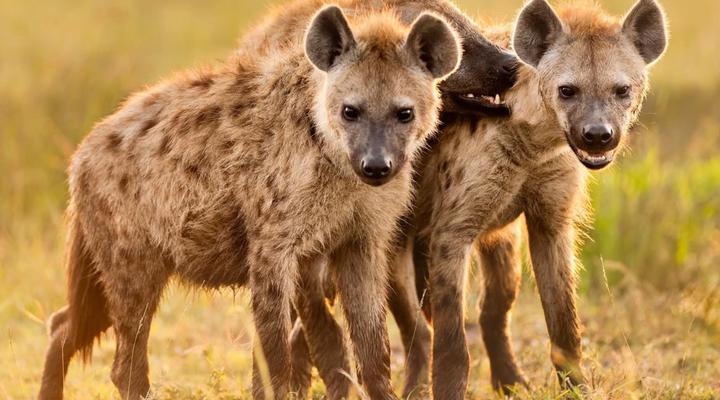 Hoedspruit Raptors Lodge No 16