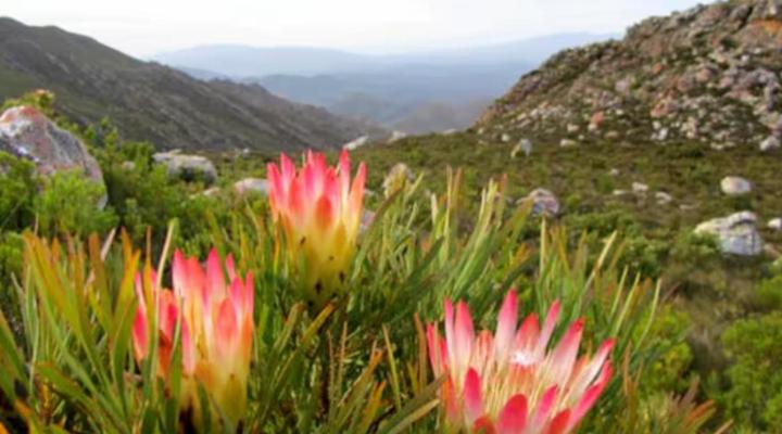 Whales & Wonders Guesthouse