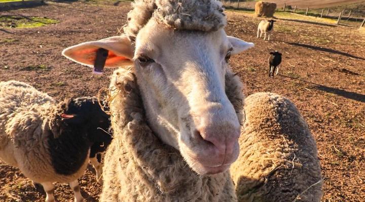 Rolling Hills Farmstead