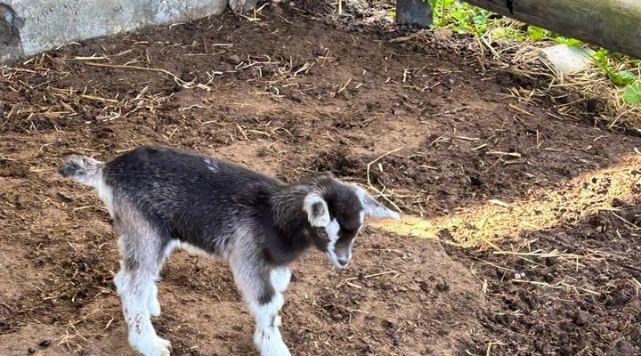 Rolling Hills Farmstead