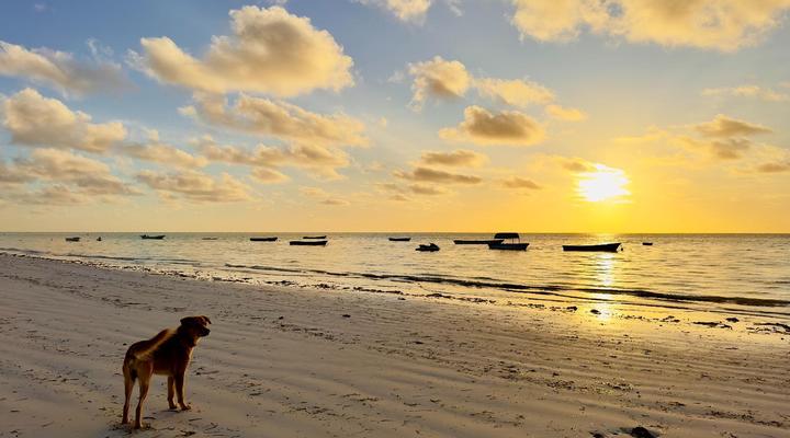 Paje by Night Bungalows