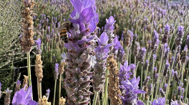 Rietjiesbos Self Catering