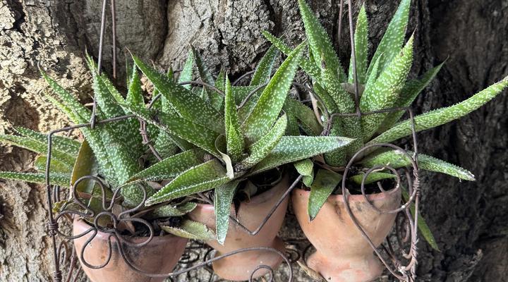 Rietjiesbos Self Catering