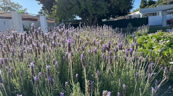 Rietjiesbos Self Catering