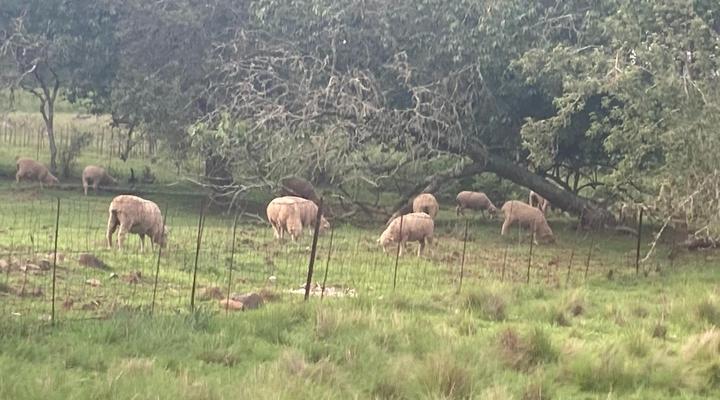 Mountain View Cottage