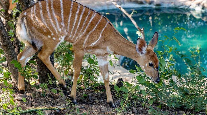 Umlani Bush Camp Timbavati Game Reserve