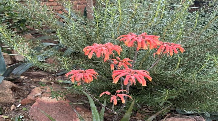 Gorgeous Gecko Guesthouse