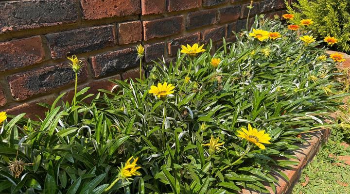 Gorgeous Gecko Guesthouse