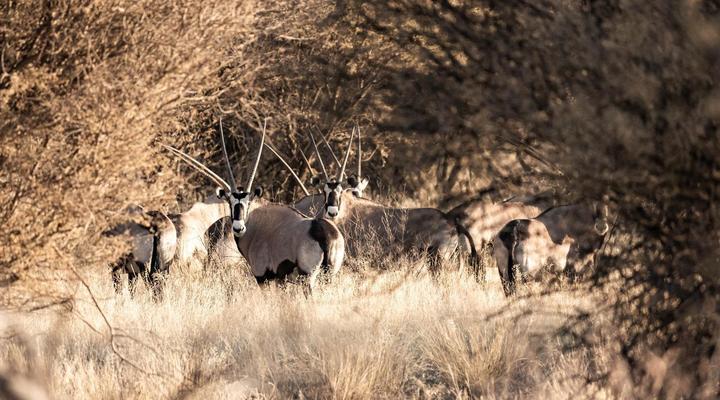 Frylinkspan Guestfarm and Venue
