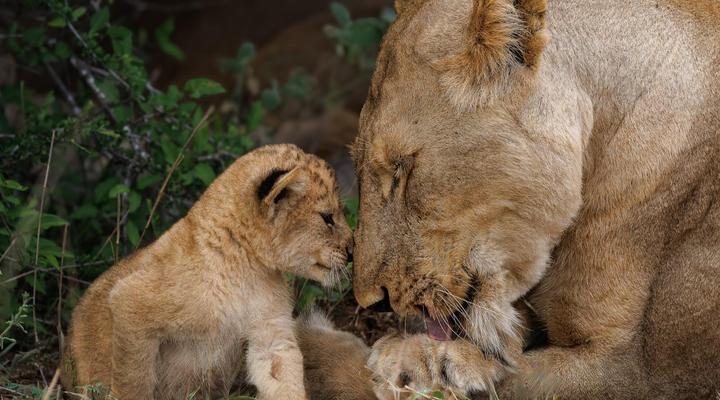 Tintswalo Scops Rest