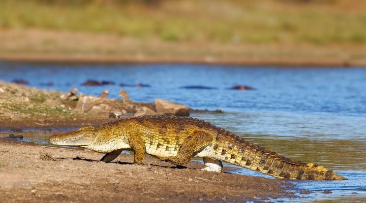 Tintswalo Scops Rest