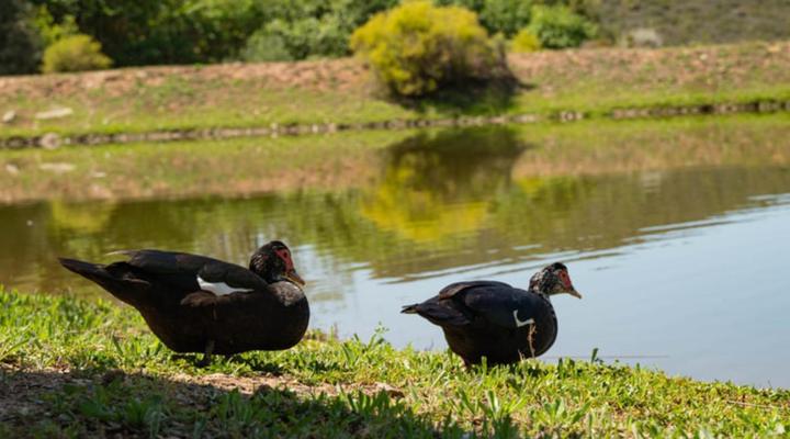 Watermill Farm Cottages