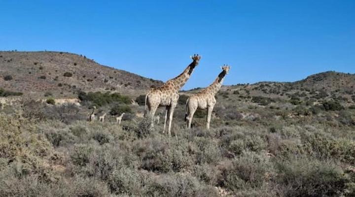Wolverfontein Karoo Cottages