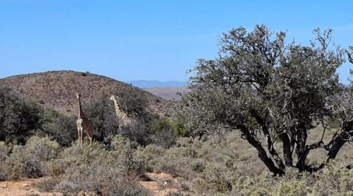 Wolverfontein Karoo Cottages