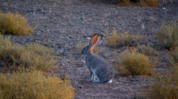 Desert Wind Private Guest and Game Farm