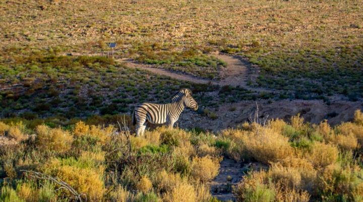 Desert Wind Private Guest and Game Farm