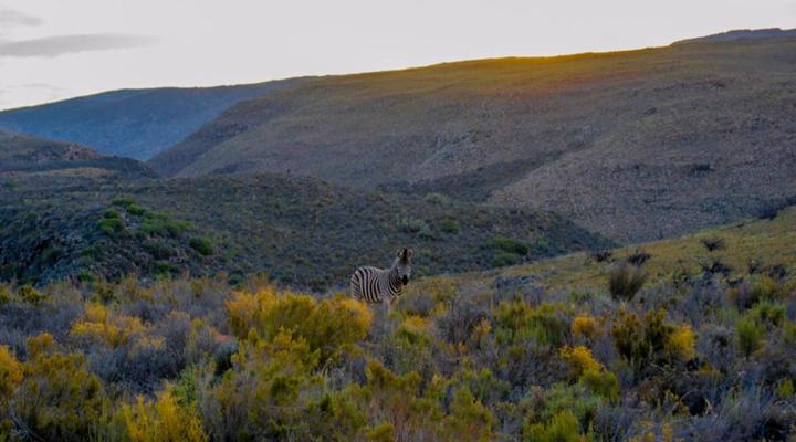 Desert Wind Private Guest and Game Farm