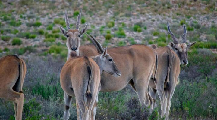 Desert Wind Private Guest and Game Farm