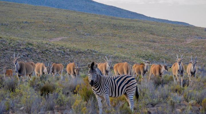 Desert Wind Private Guest and Game Farm