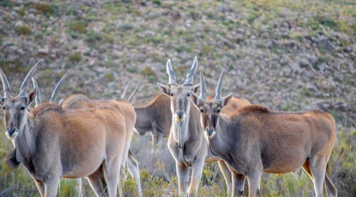 Desert Wind Private Guest and Game Farm