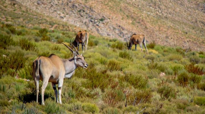 Desert Wind Private Guest and Game Farm