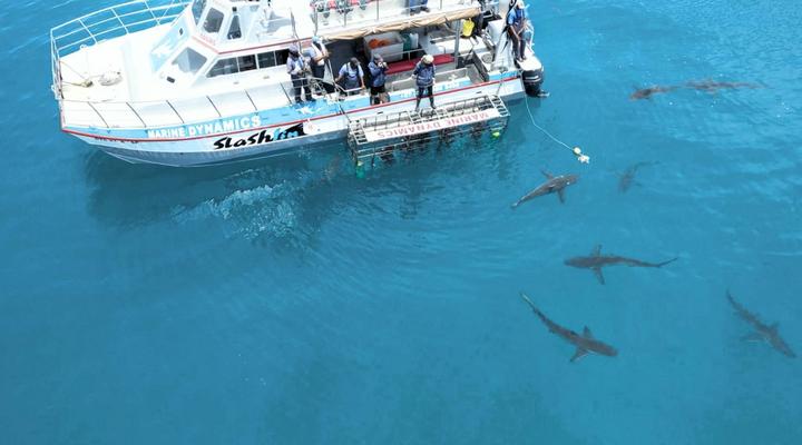 White Shark Guest House