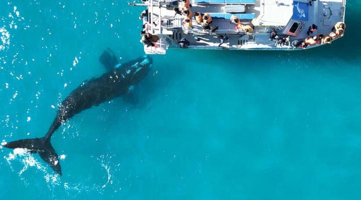 White Shark Guest House