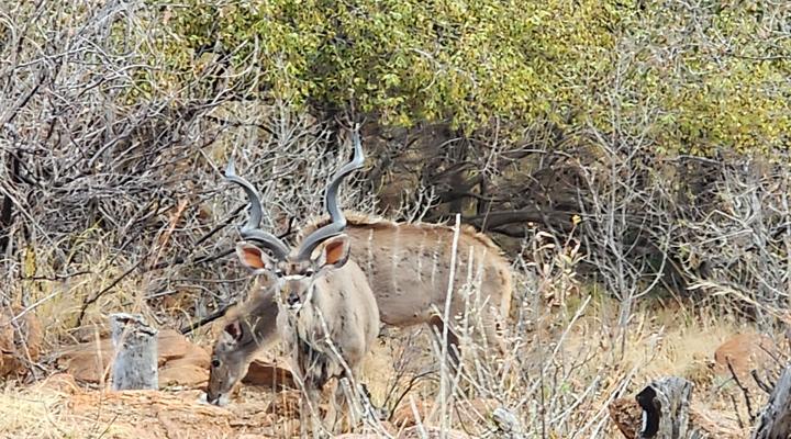 24 Bush house, Elandsfontein, Mabalingwe