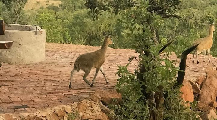 24 Bush house, Elandsfontein, Mabalingwe