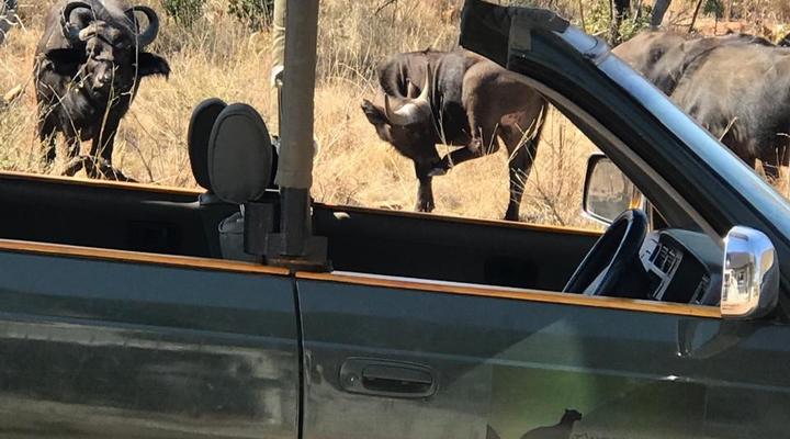 24 Bush house, Elandsfontein, Mabalingwe