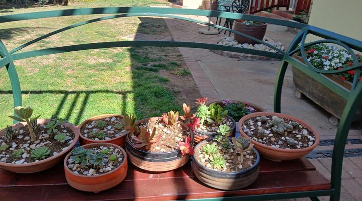 Cedar Lodge Guest House